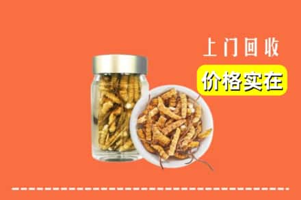湘西吉首市回收散虫草